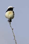 Cyprus Wheatear