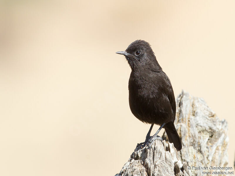 Rüppell's Black Chat