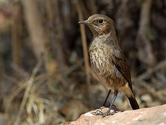 Abyssinian Wheatear