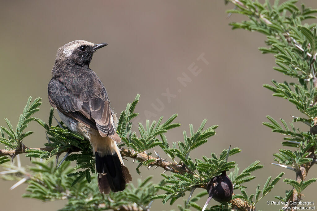 Abyssinian Wheatear male adult