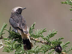 Abyssinian Wheatear