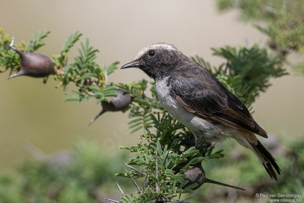 Abyssinian Wheatear male adult