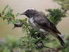 Abyssinian Wheatear