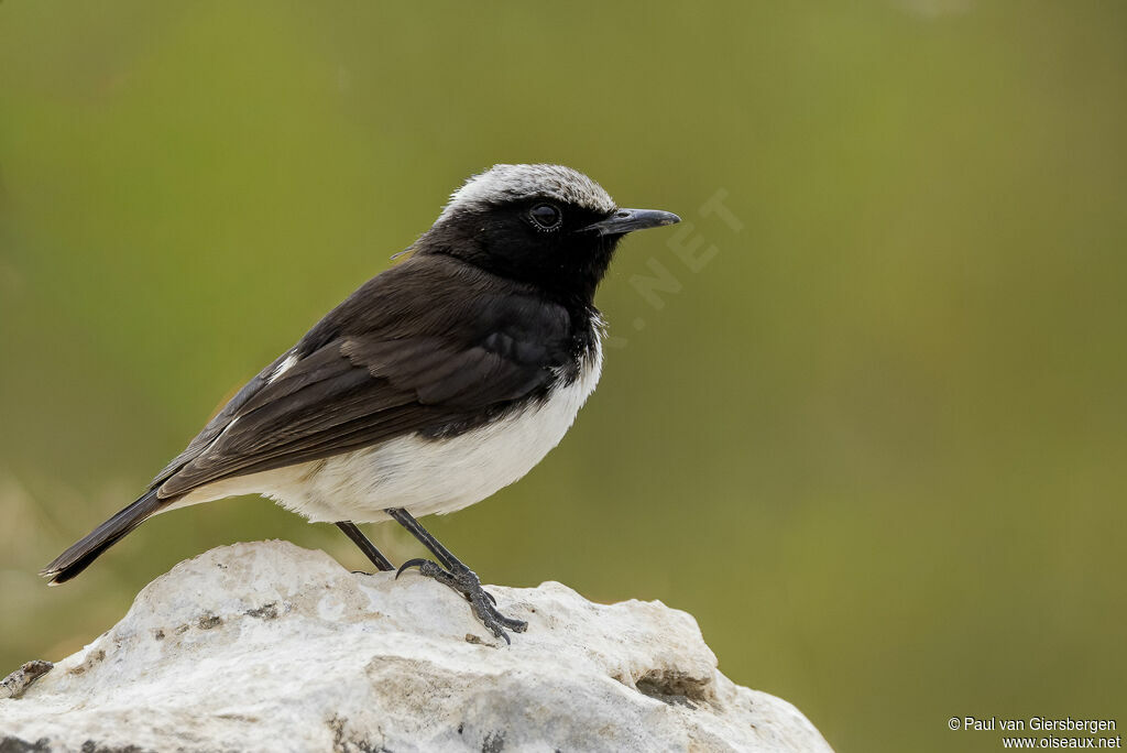 Traquet de Schalow - Traquet de Shalow<br /> mâle adulte