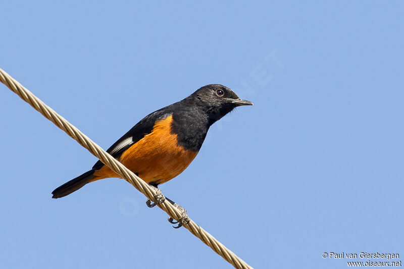 White-winged Cliff Chat