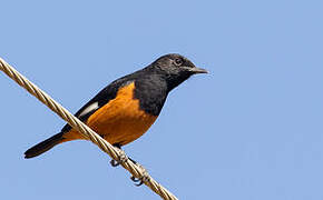 White-winged Cliff Chat