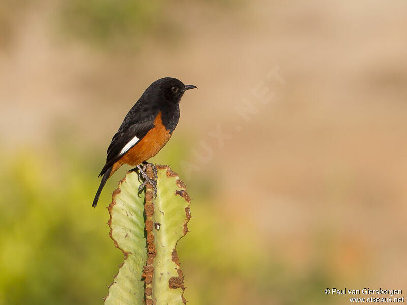 White-winged Cliff Chat