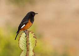 White-winged Cliff Chat