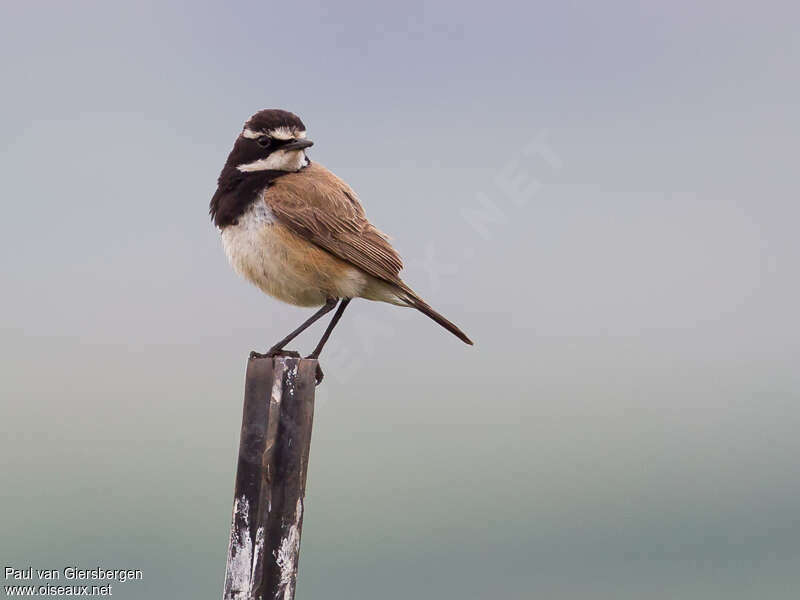 Capped Wheatear male adult, close-up portrait