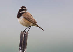 Capped Wheatear