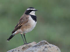 Capped Wheatear