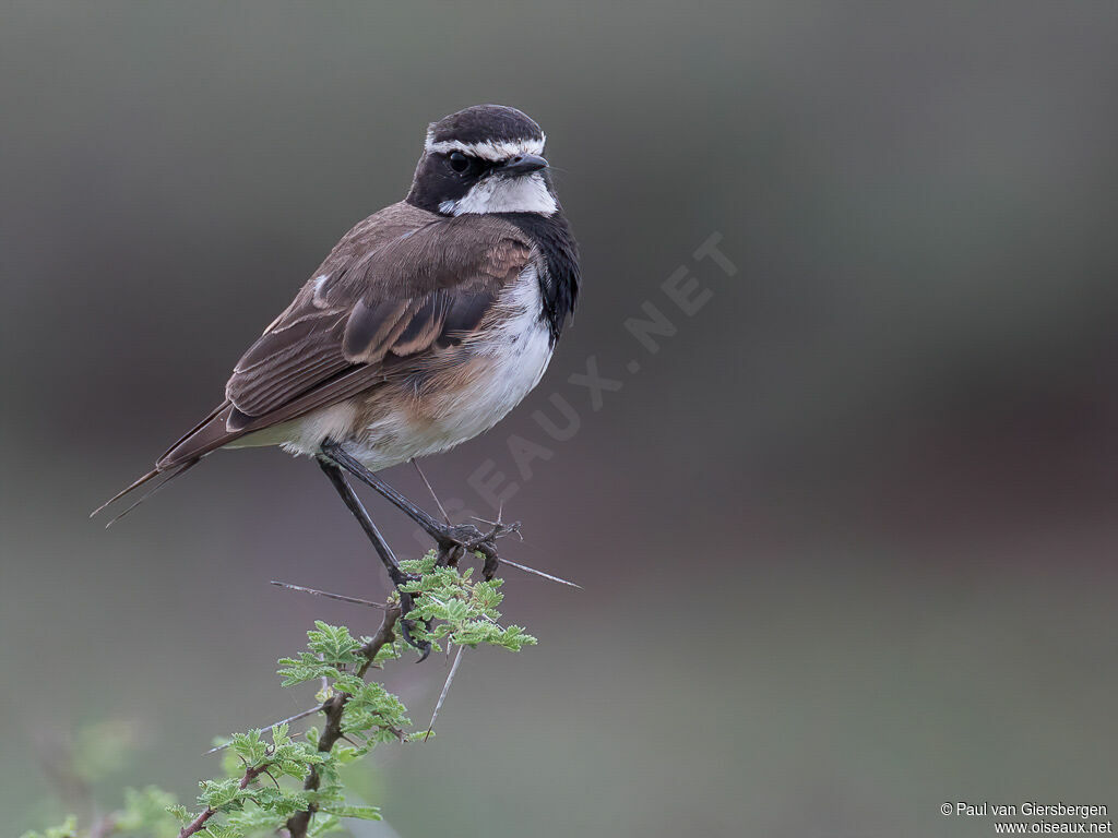 Capped Wheatear