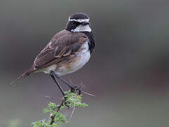 Capped Wheatear