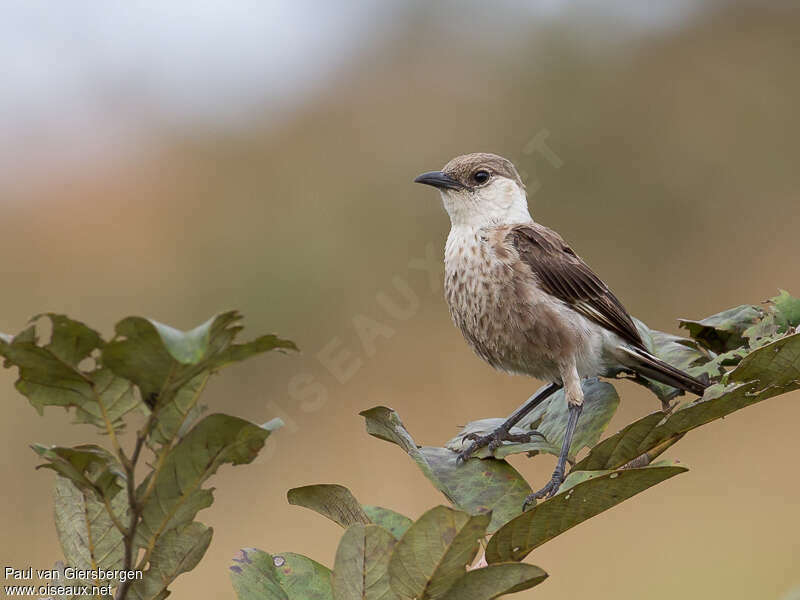 Congo Moor Chatadult, identification