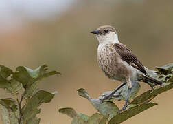 Congo Moor Chat