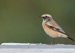 Desert Wheatear