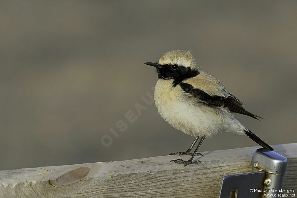 Desert Wheatear male adult