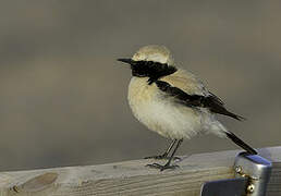 Desert Wheatear