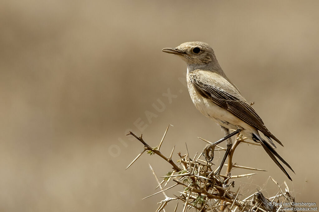 Traquet du désert femelle adulte