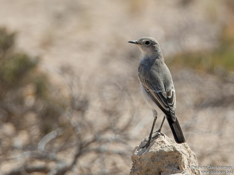 Karoo Chat