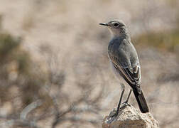 Karoo Chat