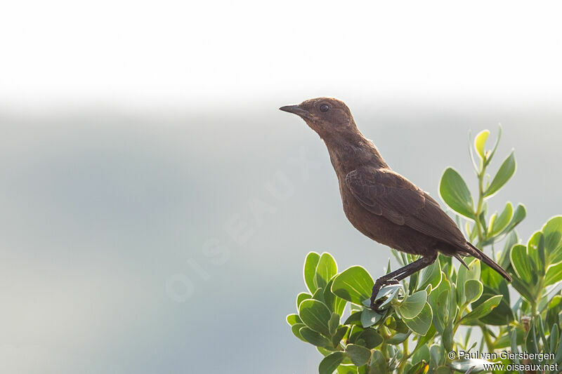 Ant-eating Chat