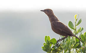 Ant-eating Chat