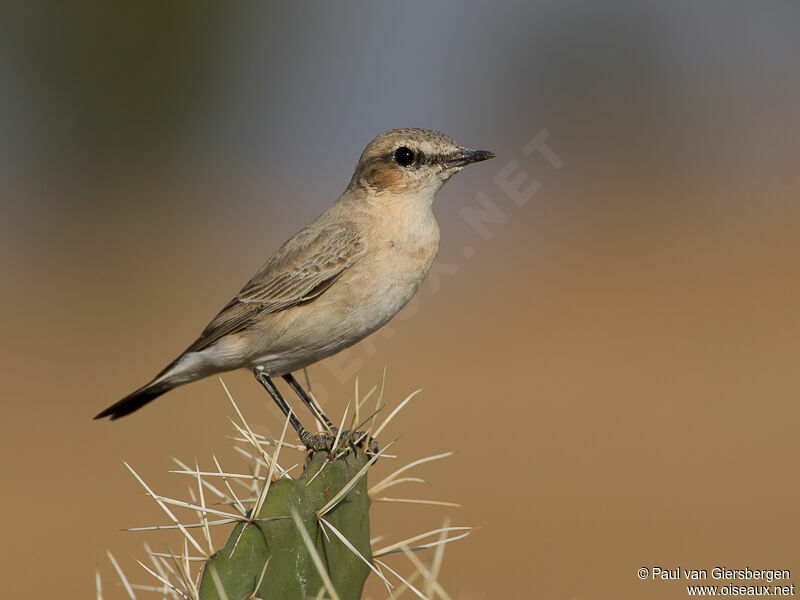 Isabelline Wheatear