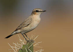 Isabelline Wheatear