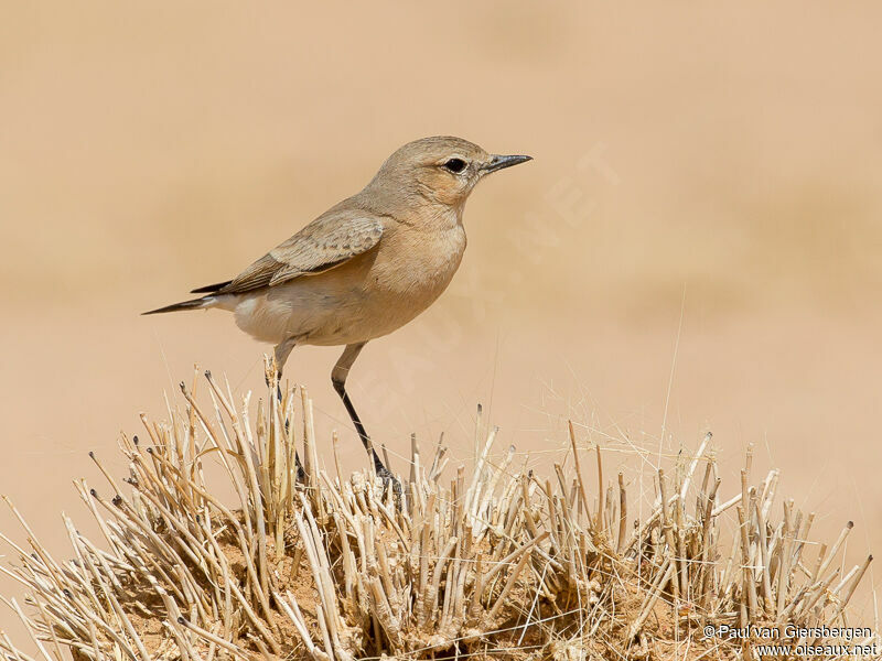 Isabelline Wheatear