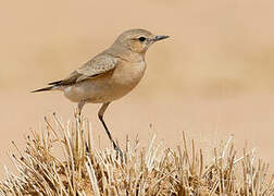 Isabelline Wheatear