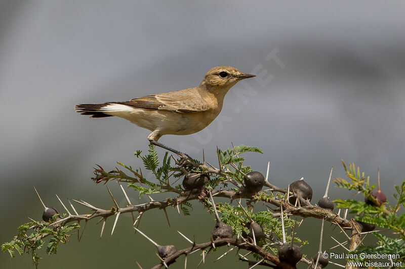 Isabelline Wheatear