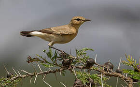 Isabelline Wheatear