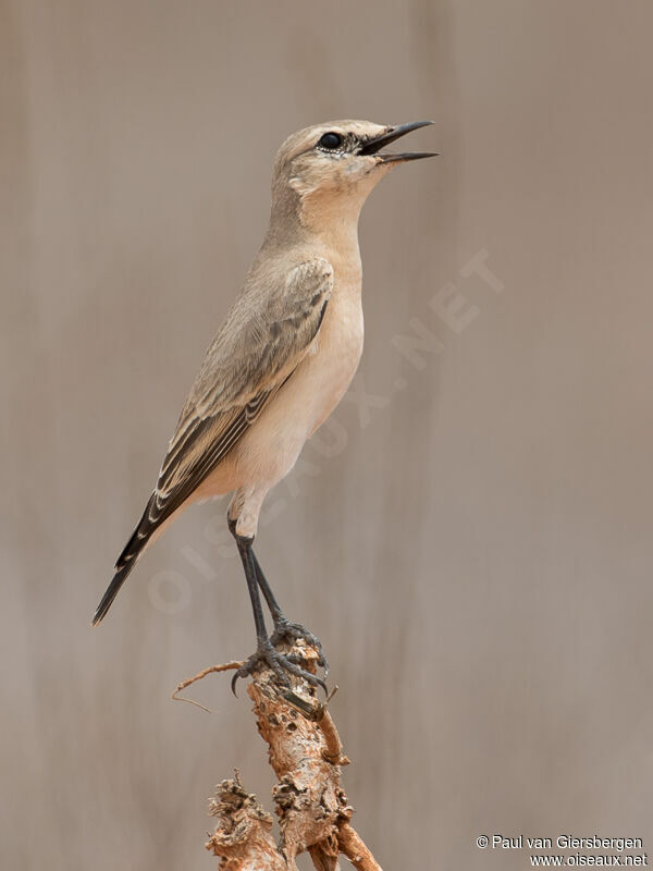 Isabelline Wheatearadult