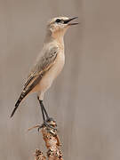 Isabelline Wheatear