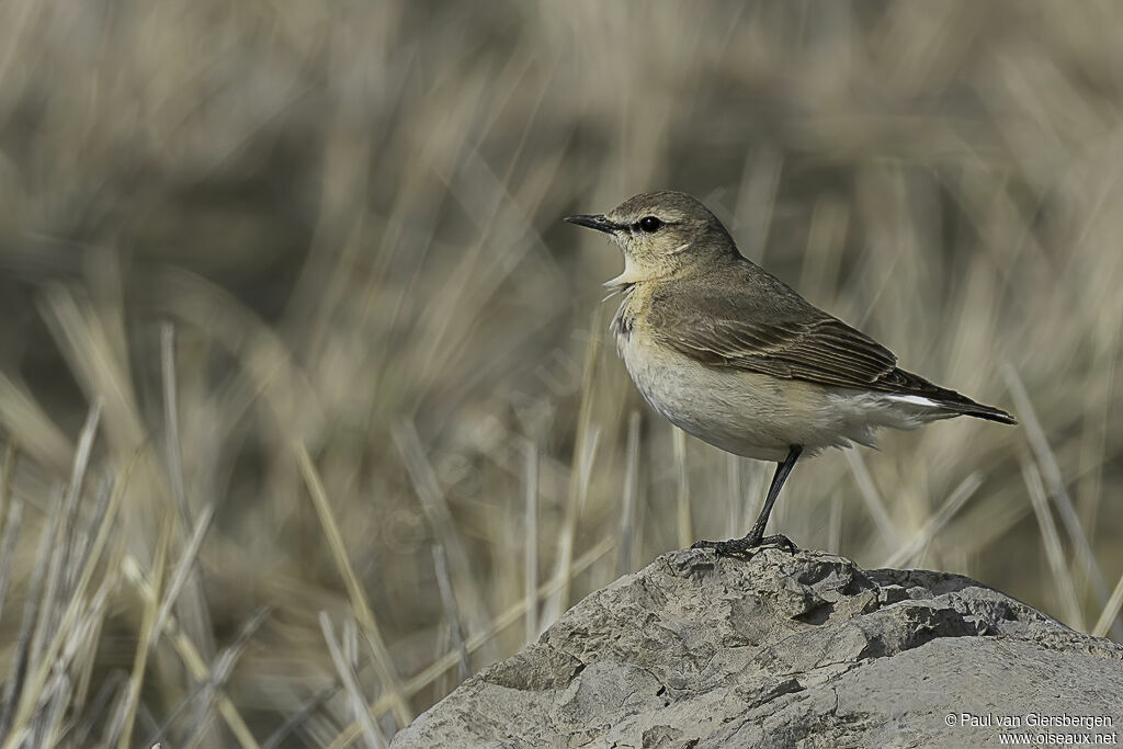 Isabelline Wheatearadult