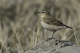 Isabelline Wheatear