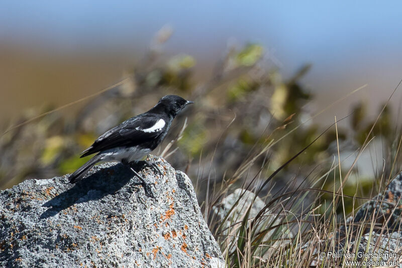 Mountain Wheatear