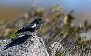 Mountain Wheatear