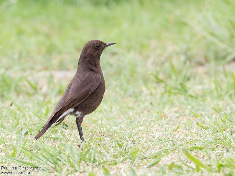 Mountain Wheatear female adult, identification