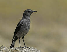 Mountain Wheatear