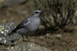 Mountain Wheatear