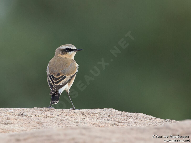 Northern Wheatear