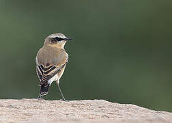 Northern Wheatear