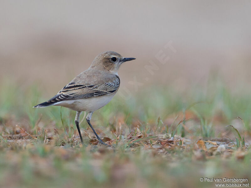 Northern Wheatear