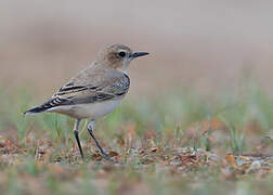 Northern Wheatear