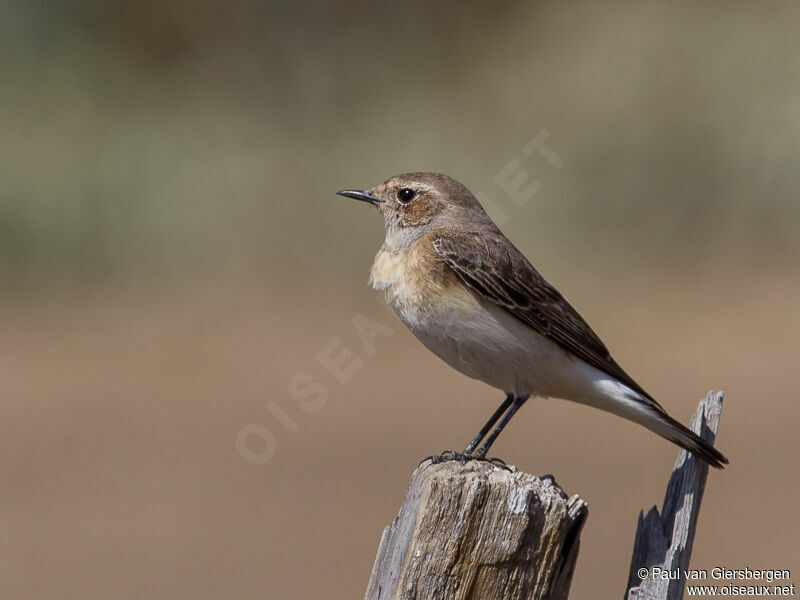 Northern Wheatear