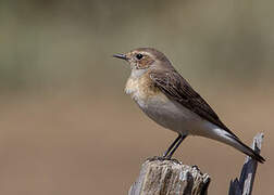 Northern Wheatear