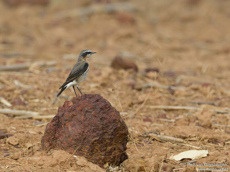 Northern Wheatear