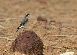 Northern Wheatear